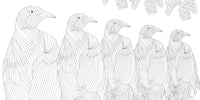 Exquisite Birds Coloring Book