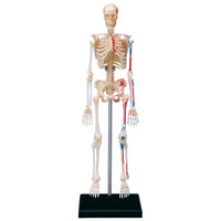 4D Human Skeleton