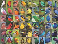 Rainbow of Birds (1000 Piece) Puzzle