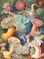 Sea Anemones (1000 Piece) Puzzle