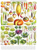 Vegetables ~ Legumes (1000 Piece) Puzzle